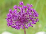 Allium