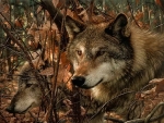 Wolves In Fall