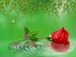 ~*~ Water Drops on Red Rose ~*~