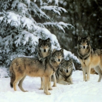 *Pack of wolves*