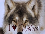*I â™¡ Wolves*