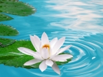 White LOTUS