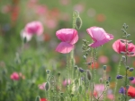 Pink Poppies