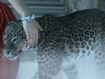 Cartier Leopard