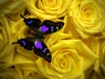 Butterfly on Yellow Roses
