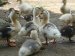 Young ducks