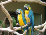 *Blue and yellow macaws*