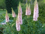 Lupins