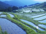 Gorgeous Rice Paddies