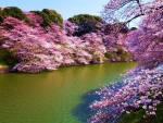 Cherry Blossoms in Japan
