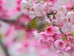 Japanese White-Eye Bird