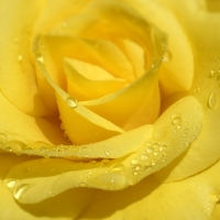 yellow rose