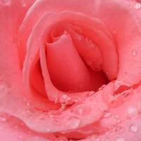 pink rose