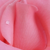pink rose