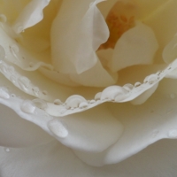white rose
