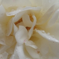 white rose