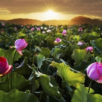 Lotus Flowers