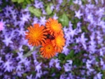 Orange Flowers
