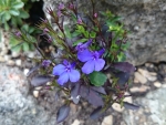 A Blue Lobelia