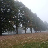 Foggy park