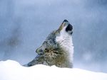 Winter Howl