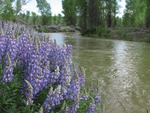 Purple flowers by the lake
