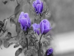 Purple Roses