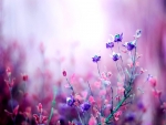 Soft Flowers