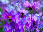 Purple flowers