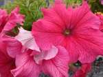 Petunias