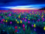 Tulips field at sunset
