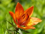 Orange Lily