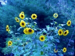Sunflowers on Blue