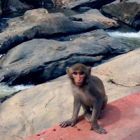 A monkey