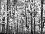 Black and White Woods