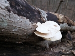Fungus on a Fallen Tree
