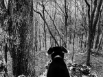 Old Dog in the Woods