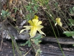 Columbine