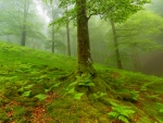 Misty green forest