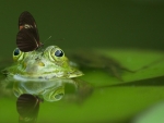 the frog and butterfly