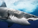 Great White Shark