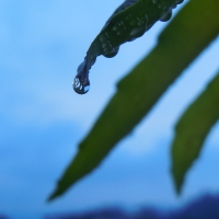 Droplets on leaves