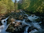 fast flowing river through the forest
