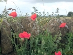 Poppies