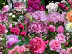 Peonies Collage