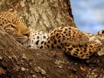 Relaxed Leopard