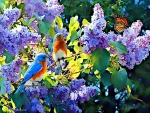 BIRDS on the flowers at SPRING