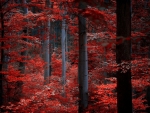 Red Forest