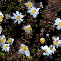 Bloodroot
