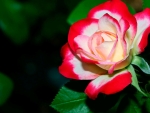 Lovely rose